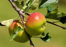 Kathleen Simmons, Stennes Fruit, Pateros, WA