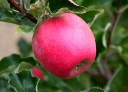 Kari Zavala, Farm Services, Zavala Orchard Services, Big Fork, Montana